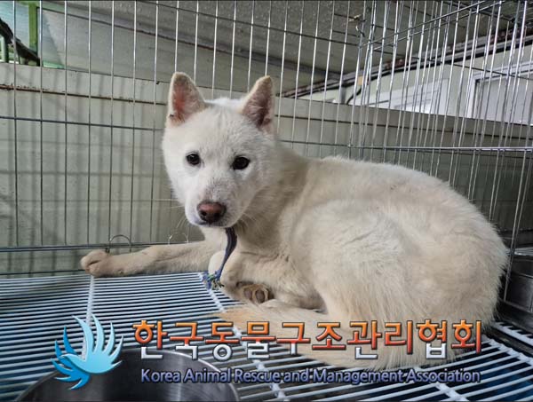 한국동물구조관리협회_441559202500028